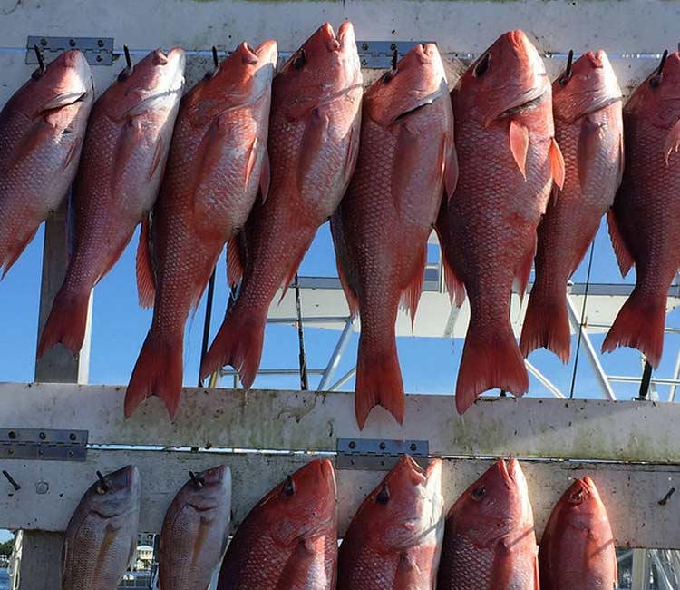 Red snapper caught on fishing expedition.