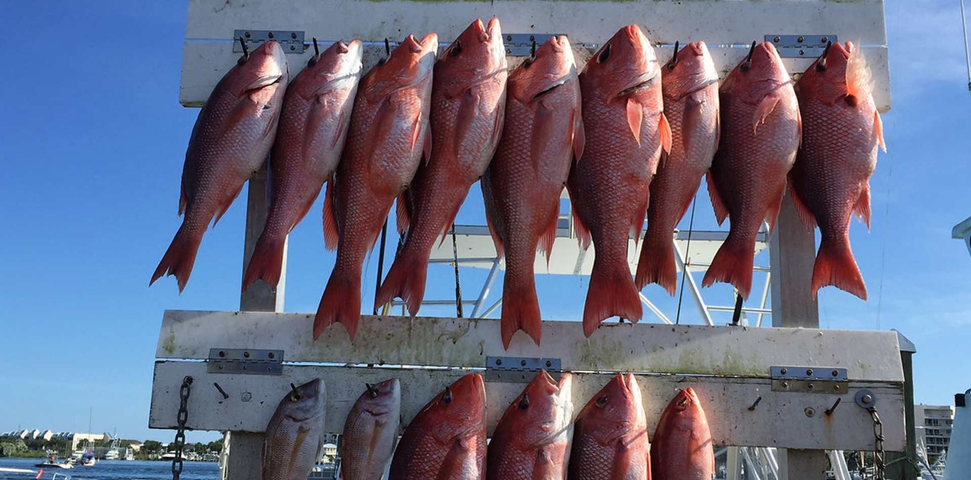 Red snapper caught on fishing expedition.