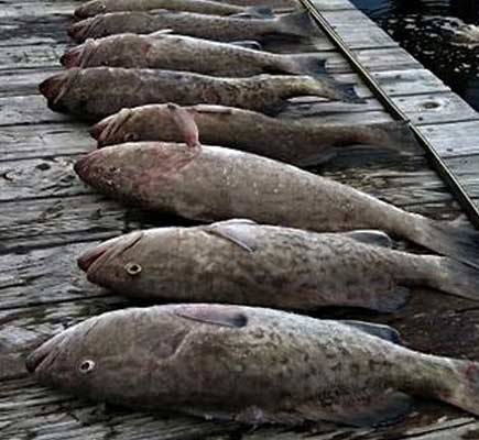 Snapper laying on dock